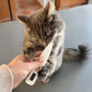 CalmClips for Cats